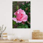 roze rozenbloem poster (Keuken)
