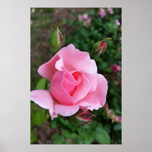 roze rozenbloem poster (Voorkant)