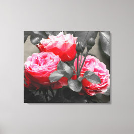 Roze rozenbloem: roze kleur Pop Canvas Afdruk