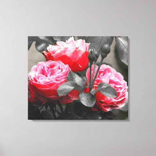 Roze rozenbloem: roze kleur Pop Canvas Afdruk (Voorkant)