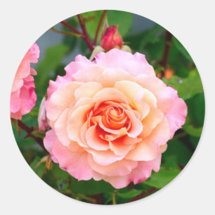 Roze rozenbloemen in een briefkaart van een tuin ronde sticker