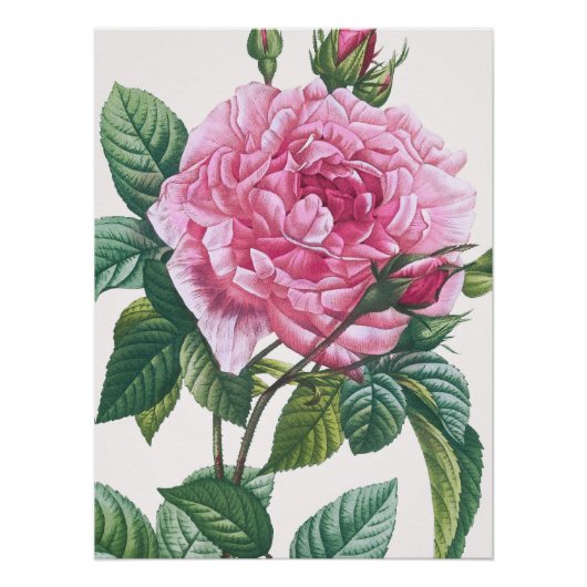 Roze rozenbloemen met groene bladeren perfect poster (Voorkant)