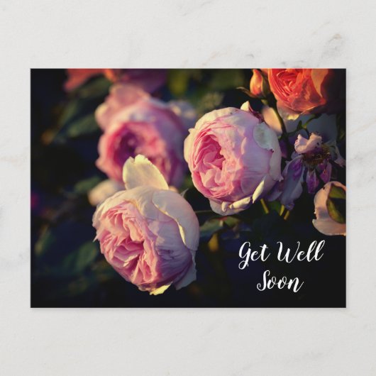 Roze Rozenbloemen Uit de Tuin Beterschap Briefkaart (Voorkant)