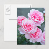 Roze rozenbloesems briefkaart (Voorkant / Achterkant)