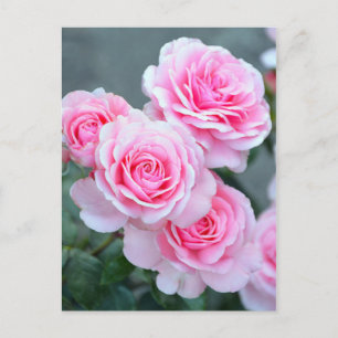 Roze rozenbloesems briefkaart