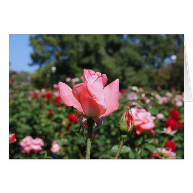 Roze rozenkaart (Voorkant Horizontaal)