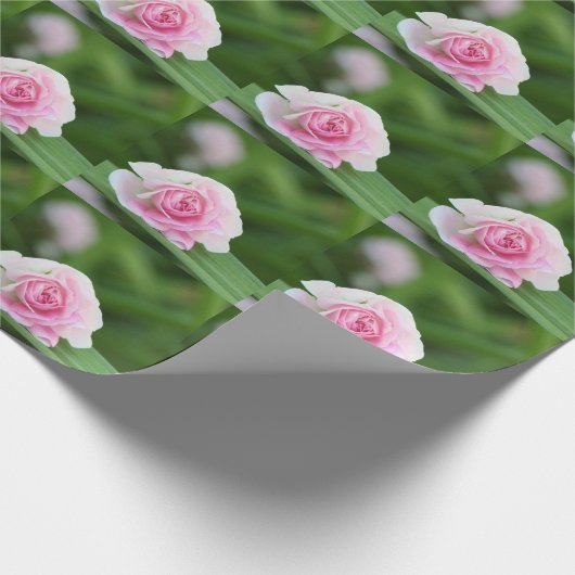 Roze rozenomverlooppapier cadeaupapier (Hoek)