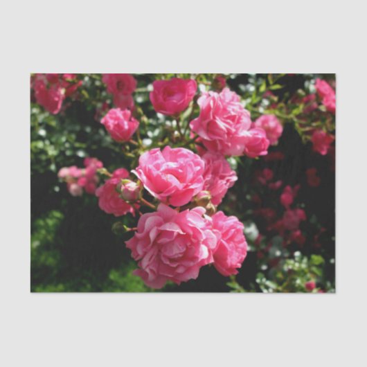 roze rozenpapier tissuepapier (Voorkant)