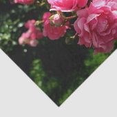 roze rozenpapier tissuepapier (Detail)