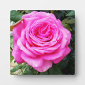 Roze rozenpassie, fotoplaat (Voorkant)