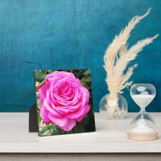 Roze rozenpassie, fotoplaat (Insitu)