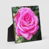 Roze rozenpassie, fotoplaat (Voorkant)
