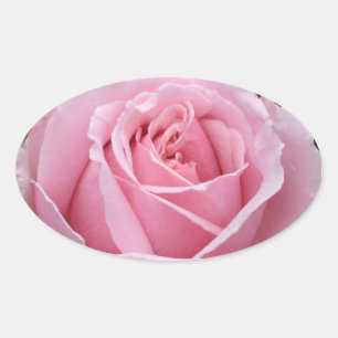 Roze rozenticker ovale sticker