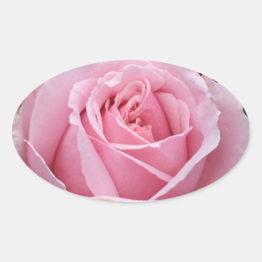 Roze rozenticker ovale sticker (Voorkant)