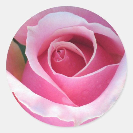 Roze rozenticker ronde sticker (Voorkant)