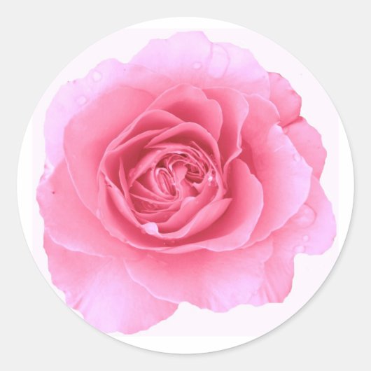 Roze rozenticker ronde sticker (Voorkant)