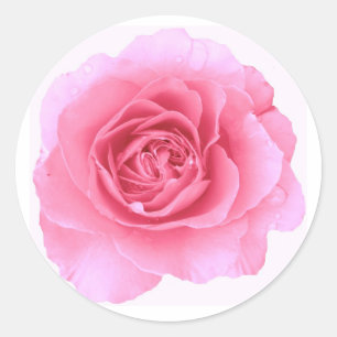 Roze rozenticker ronde sticker