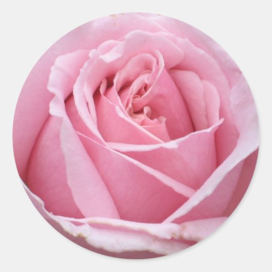 Roze rozenticker ronde sticker (Voorkant)
