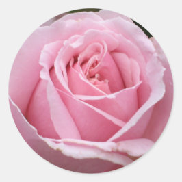 Roze rozenticker ronde sticker