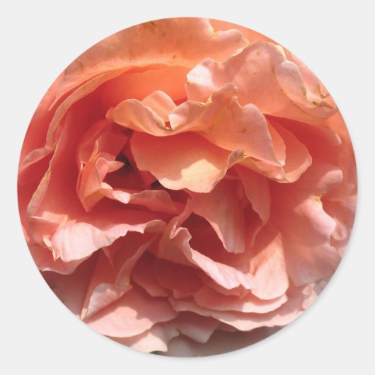 Roze rozenticker ronde sticker (Voorkant)