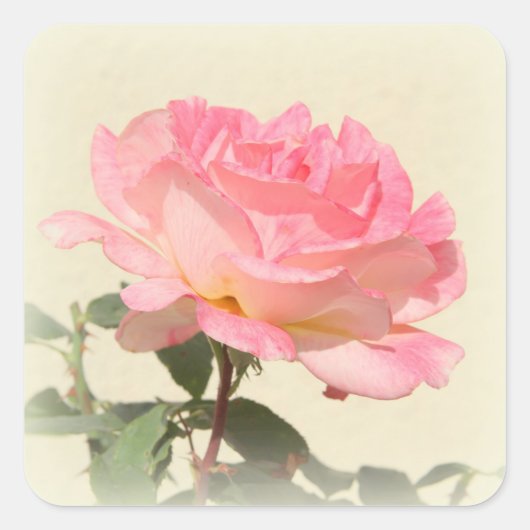 Roze rozenticker vierkante sticker (Voorkant)