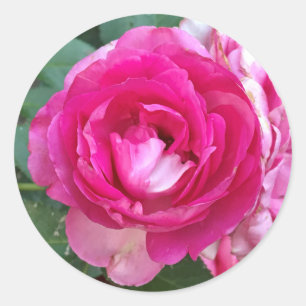 Roze rozentickers ronde sticker