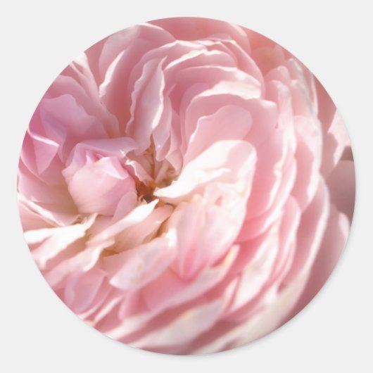 Roze rozentickers ronde sticker (Voorkant)