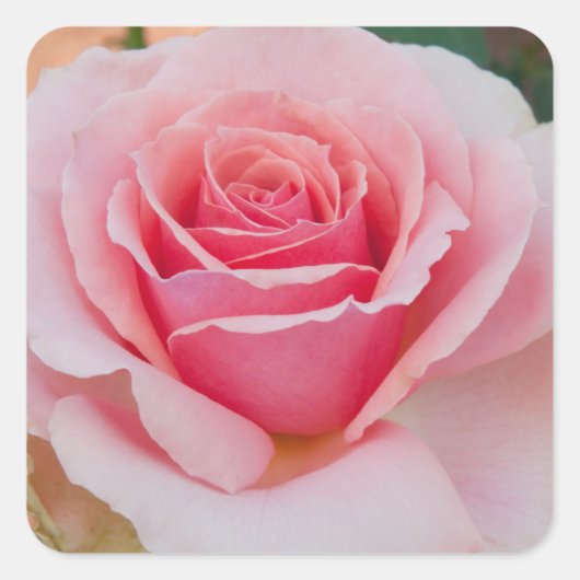 Roze rozentickers vierkante sticker (Voorkant)