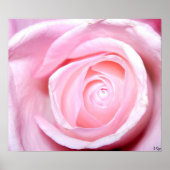 Roze, S Cyr Poster (Voorkant)