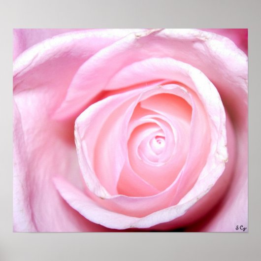 Roze, S Cyr Poster (Voorkant)