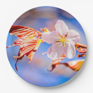 Roze Sakura Bloem Blauwe Lucht Papieren Bordje