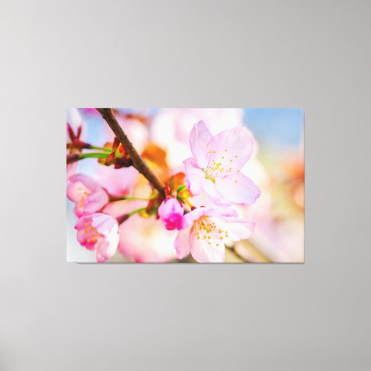 Roze Sakura Bloemen. De Triomf Van Het Leven In De Canvas Afdruk (Voorkant)
