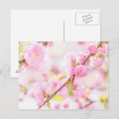 Roze sakura bloemen - Japanse kersbloesem Briefkaart (Voorkant / Achterkant)