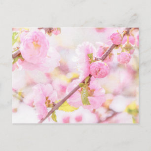 Roze sakura bloemen - Japanse kersbloesem Briefkaart