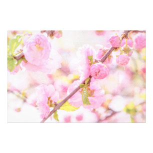 Roze sakura bloemen - Japanse kersbloesem Foto Afdruk