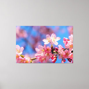 Roze Sakura-bloemen op een boom in Springtime Canvas Afdruk