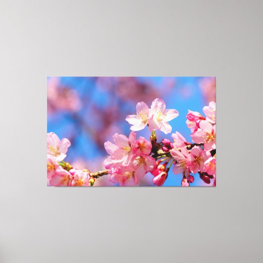 Roze Sakura-bloemen op een boom in Springtime Canvas Afdruk (Voorkant)