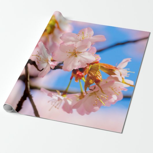 Roze Sakura-bloemen op een warme dag van de lente Cadeaupapier (Uitgerold)