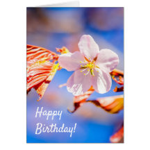 Roze Sakura Flower Blue Sky