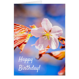 Roze Sakura Flower Blue Sky