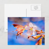 Roze Sakura Flower Blue Sky Briefkaart (Voorkant / Achterkant)