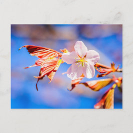 Roze Sakura Flower Blue Sky Briefkaart