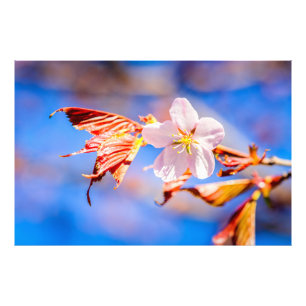 Roze Sakura Flower Blue Sky Foto Afdruk