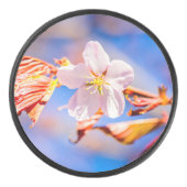 Roze Sakura Flower Blue Sky Hockey Puck (Voorkant)