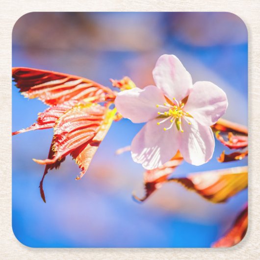 Roze Sakura Flower Blue Sky Kartonnen Onderzetters (Voorkant)