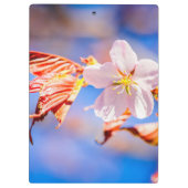 Roze Sakura Flower Blue Sky Klembord (Achterkant)