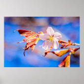 Roze Sakura Flower Blue Sky Poster (Voorkant)
