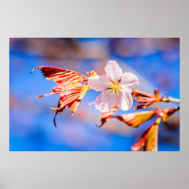 Roze Sakura Flower Blue Sky Poster