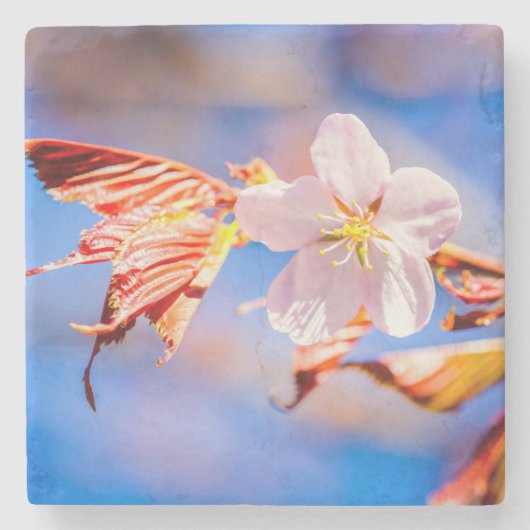 Roze Sakura Flower Blue Sky Stenen Onderzetter (Voorkant)