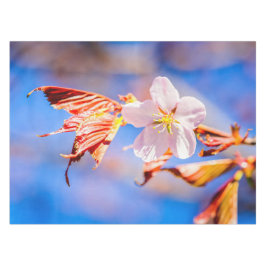Roze Sakura Flower Blue Sky Tafelkleed